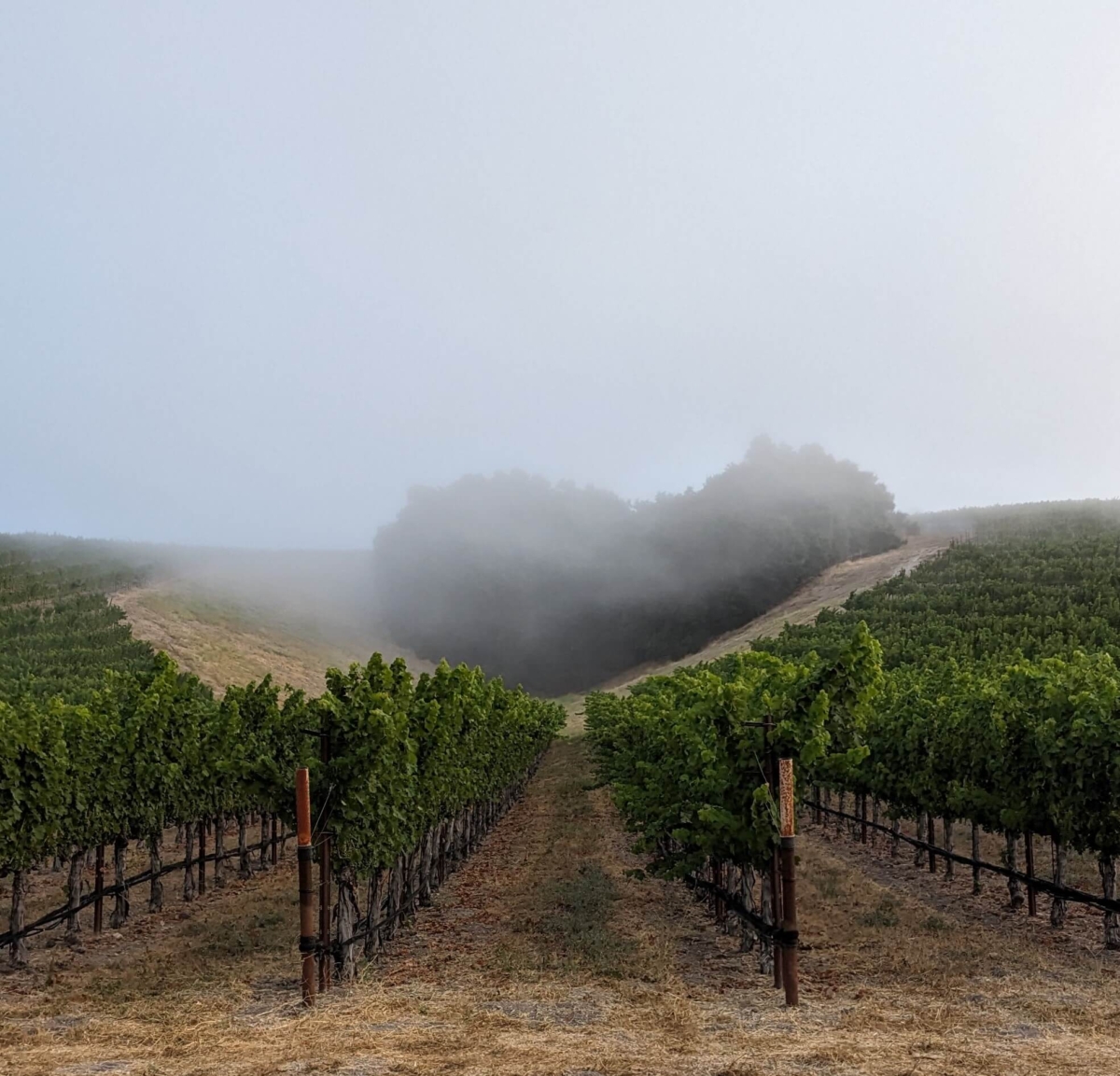 California Vineyard with fog setting in