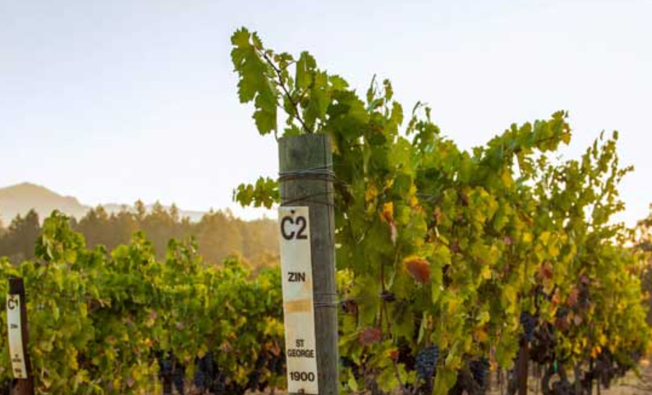 Zinfandel Vineyard with specific clone